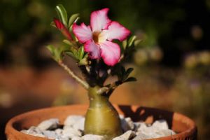 Little_tree_(Adenium)