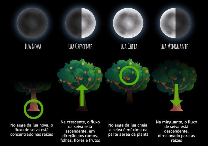 fases_da_lua