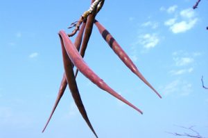 frutos
