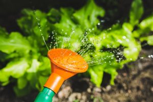 watering-791312_640